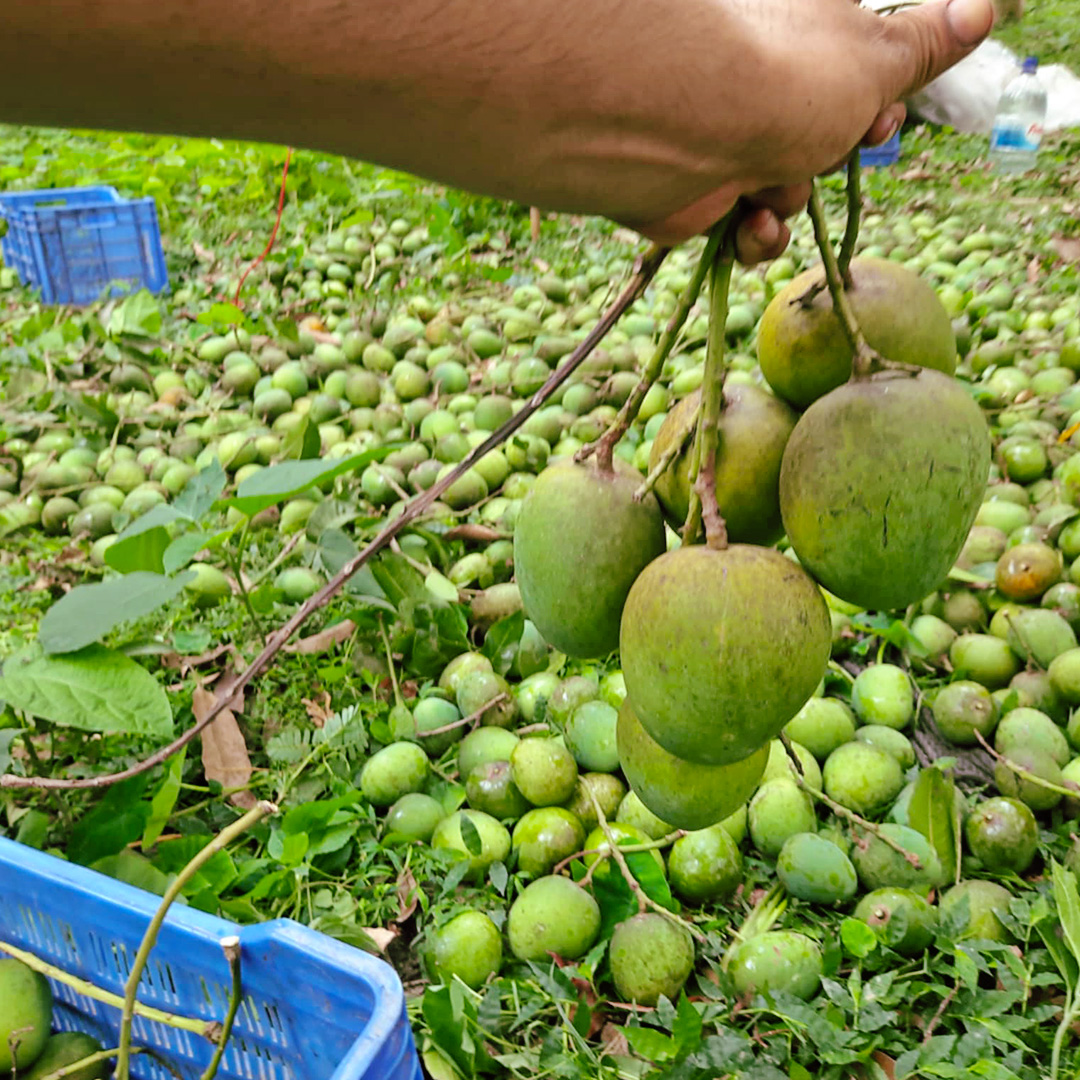 সাতক্ষীরারহিমসাগরআম: প্রকৃতিরসোনালিউপহারএখন Raw Satkhira-তে