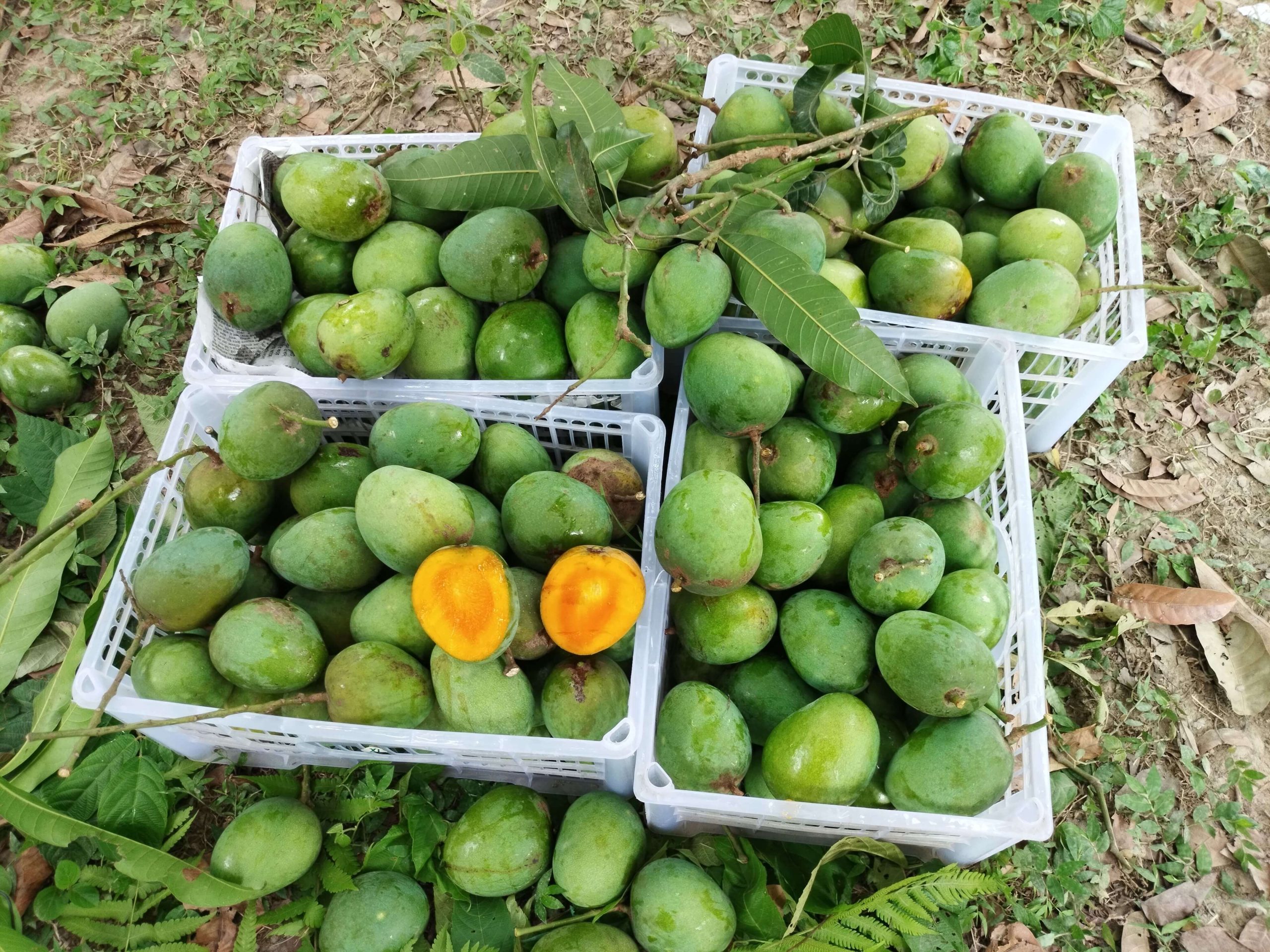 সাতক্ষীরার খাঁটি হিমসাগর আম: দাম, গুণাগুণ ও অনলাইনে কেনার সম্পূর্ণ গাইড