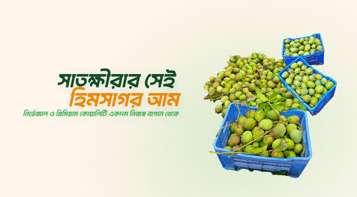 সাতক্ষীরার সেই হিমসাগর আম নির্ভেজাল ও প্রিমিয়াম কোয়ালিটি একদম নিজস্ব বাগান থেকে