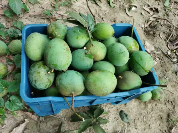 সাতক্ষীরারা সুস্বাদু গোবিন্দভোগ আম